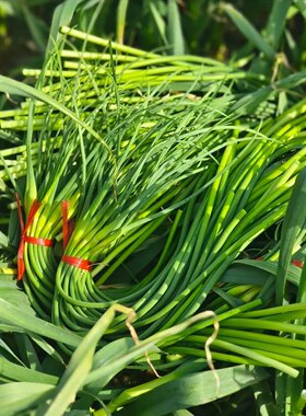 现采现发新鲜苍山白帽蒜苔