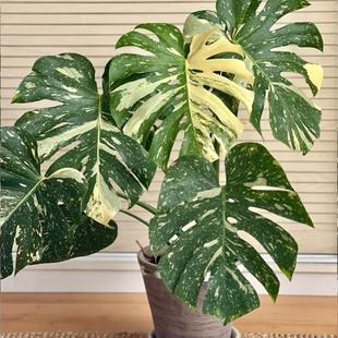 洒金龟背竹白锦龟背竹巴西龟背竹ME巨洞龟背竹短颈黄锦 一盆一拍