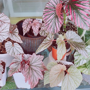 粉色系秋海棠合集丁力Pink秋之华盆栽室内网红热带绿植水缸植物