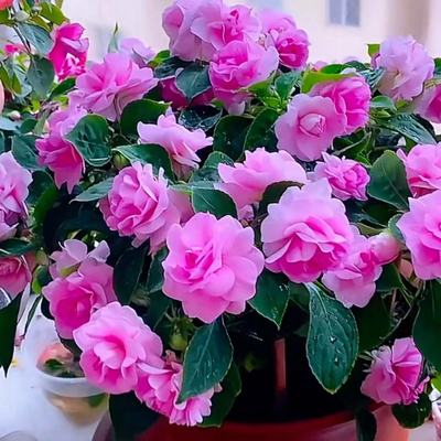 非洲重瓣凤仙花盆栽带花发货水梅花苗四季开花易爆盆阳台客厅耐热