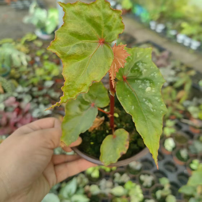 皮库秋海棠竹节类阳台室外室内客厅桌面网红绿植盆栽观叶赏花植物