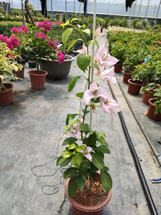 三角梅金夫人细高杆