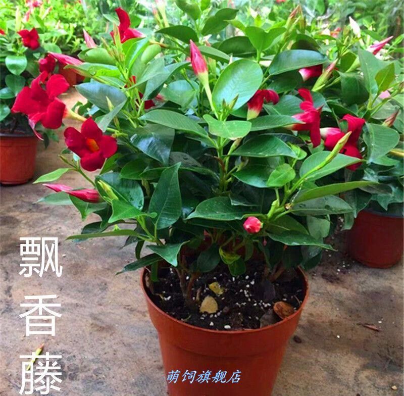 鲜花飘香价格 鲜花飘香图片 星期三