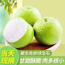 2025年现摘正宗青皮皇冠梨薄皮脆甜多汁当季 新鲜水果河北皇冠梨