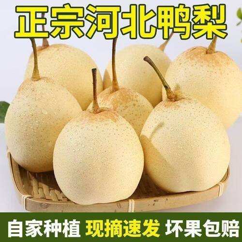 正宗河北鸭梨10斤带箱当季水果新鲜梨子脆甜多汁雪花梨鸭梨5斤3斤