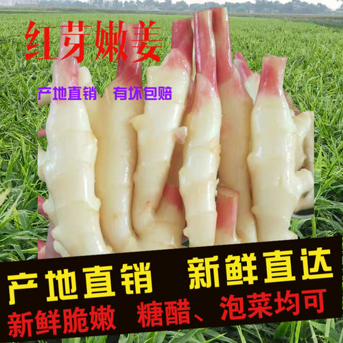 【四川红芽嫩姜  顺丰普快】嫩姜仔姜板姜饼姜姜芽泡姜泡醋姜包邮