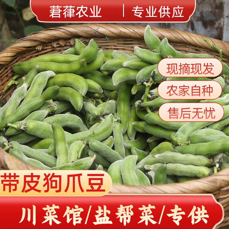 2026年顺丰普快新鲜现摘狗儿豆