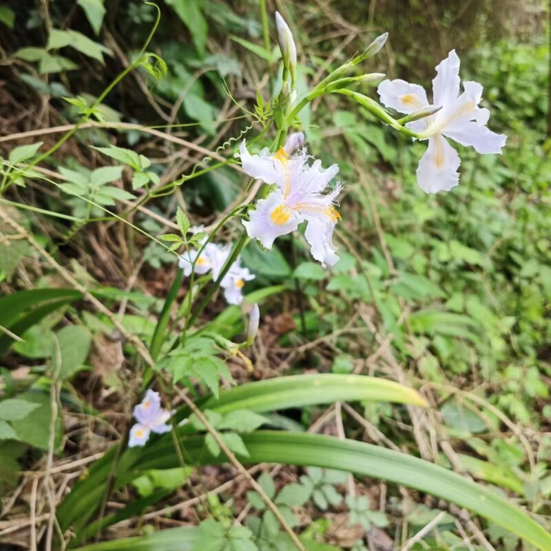 扁竹兰射干草山鸢尾花根豆丝草豆豉叶四季青整颗带泥好种