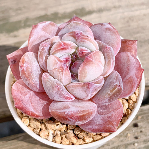梦露 精品高端多肉植物盆栽办公室内桌面阳台肉肉植物花陌派云南