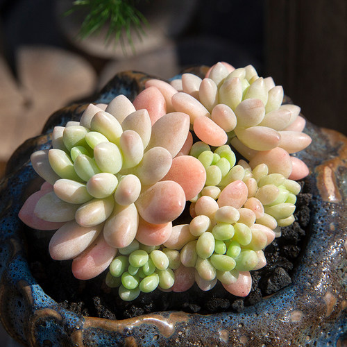趣味阳台多肉植物花陌派美观