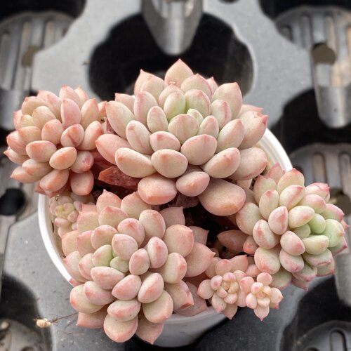 珍珠豆 群生多肉植物精品盆栽 超级皮实，花陌派云南多肉肉肉植物