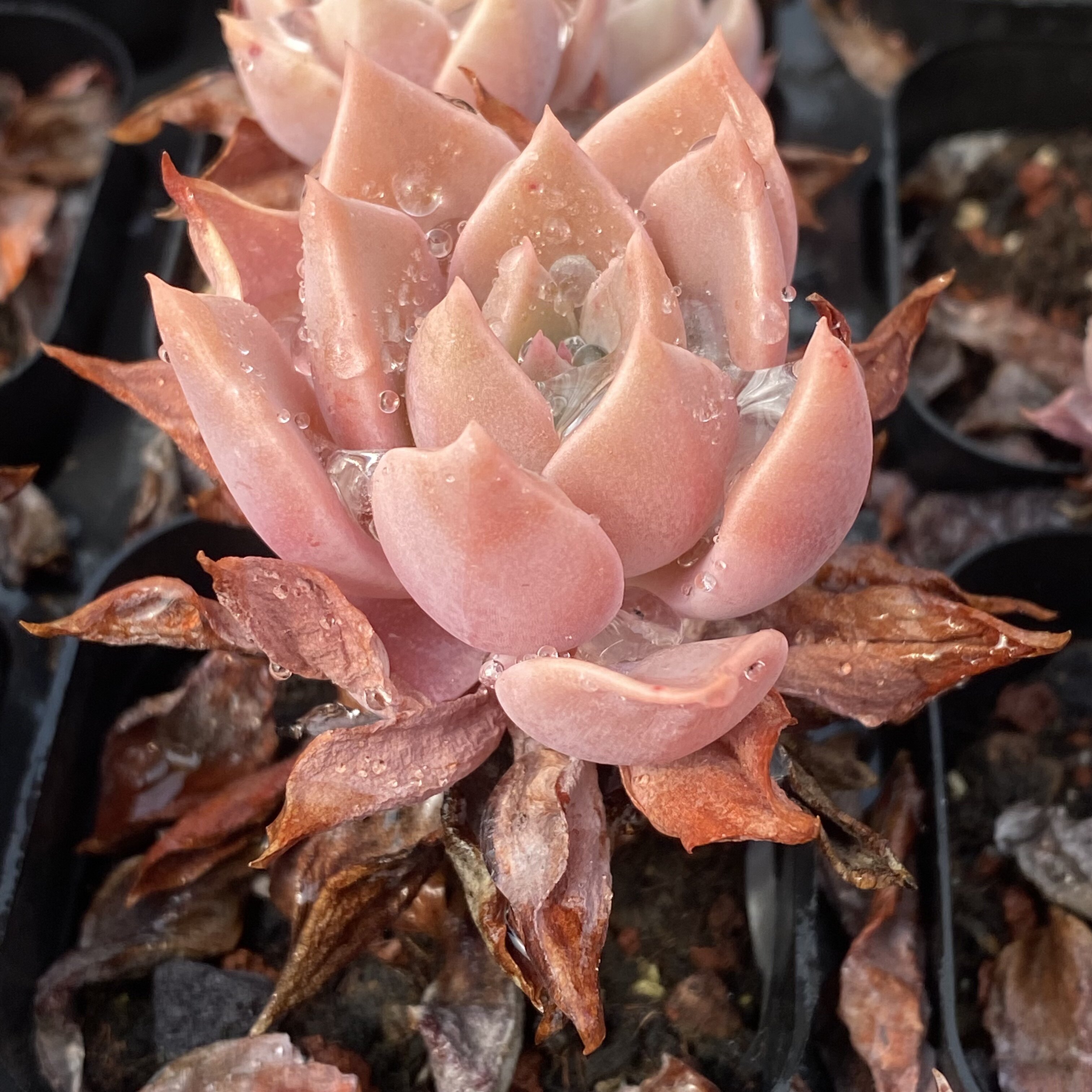 a-1575 新品旭鹤杂交容易长杆子阳台肉肉植物盆栽花陌派云南多肉