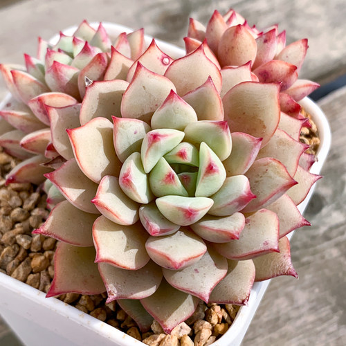 A-368 黛伦杂交，8号棚出品高端精品肉肉植物花陌派云南精品多肉