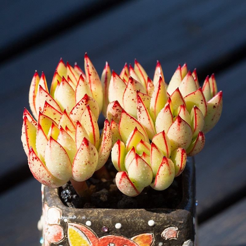 黄金雨群生多肉植物进口超萌肉肉植物室内盆栽绿植花陌派云南多肉