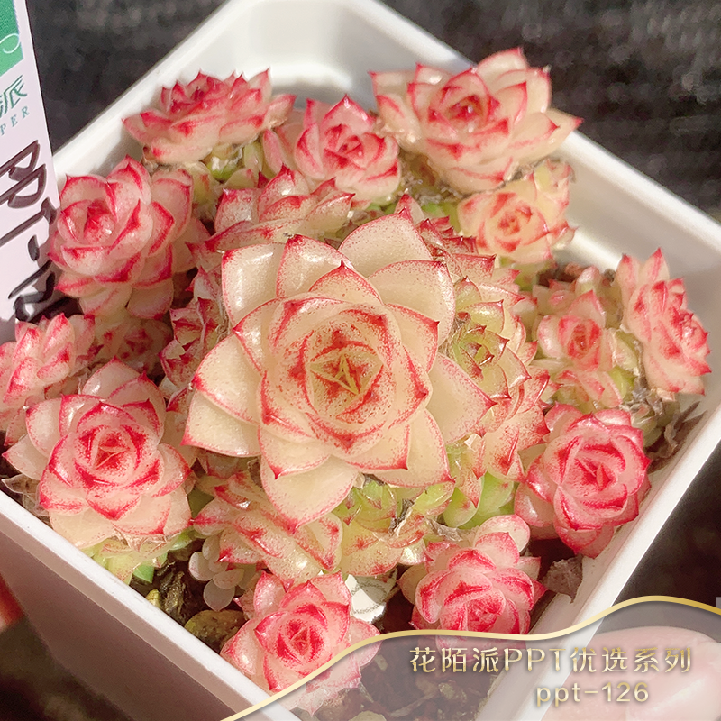 直播间在售PPT系列麦秆母本编号101-200