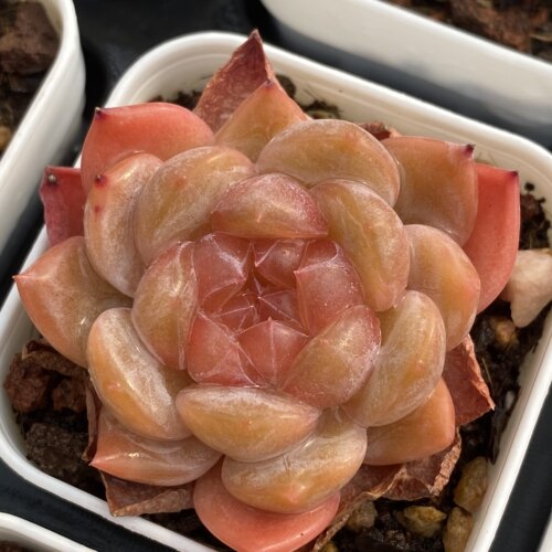 冰魄 精品高端糖心多肉植物办公室内阳台精品肉肉盆栽花陌派云南