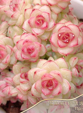 直播间在售TTP系列麦秆母本编号1-50