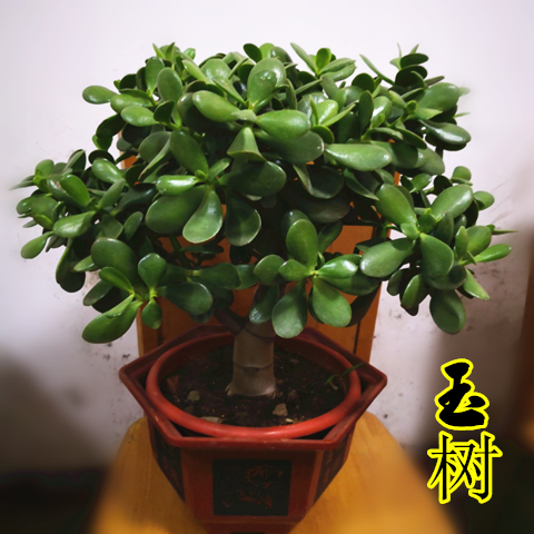 特价玉树盆栽黄金花月紫叶玉树多肉老桩植物盆栽玉树包邮