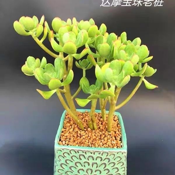 懒人植多头群生物达摩宝珠老桩多肉植物盆栽新手招财好养易成桩
