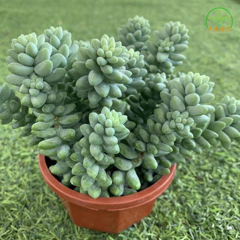 玉坠 多肉植物小米星钱串 玉坠 佛珠 蜡笔 情人泪 碧玉莲爆盆绿植