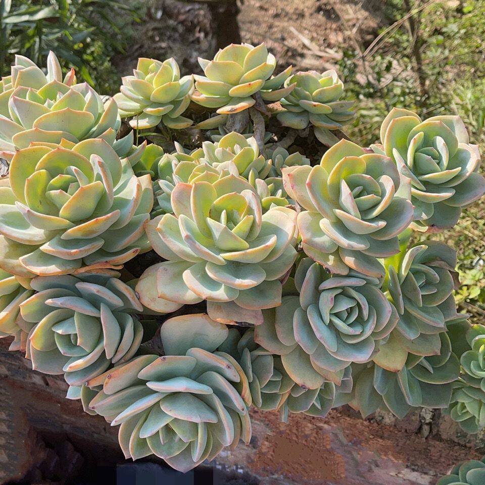精品老桩超大多头白凤多肉植物新手好养易度夏盆栽带盆土发货