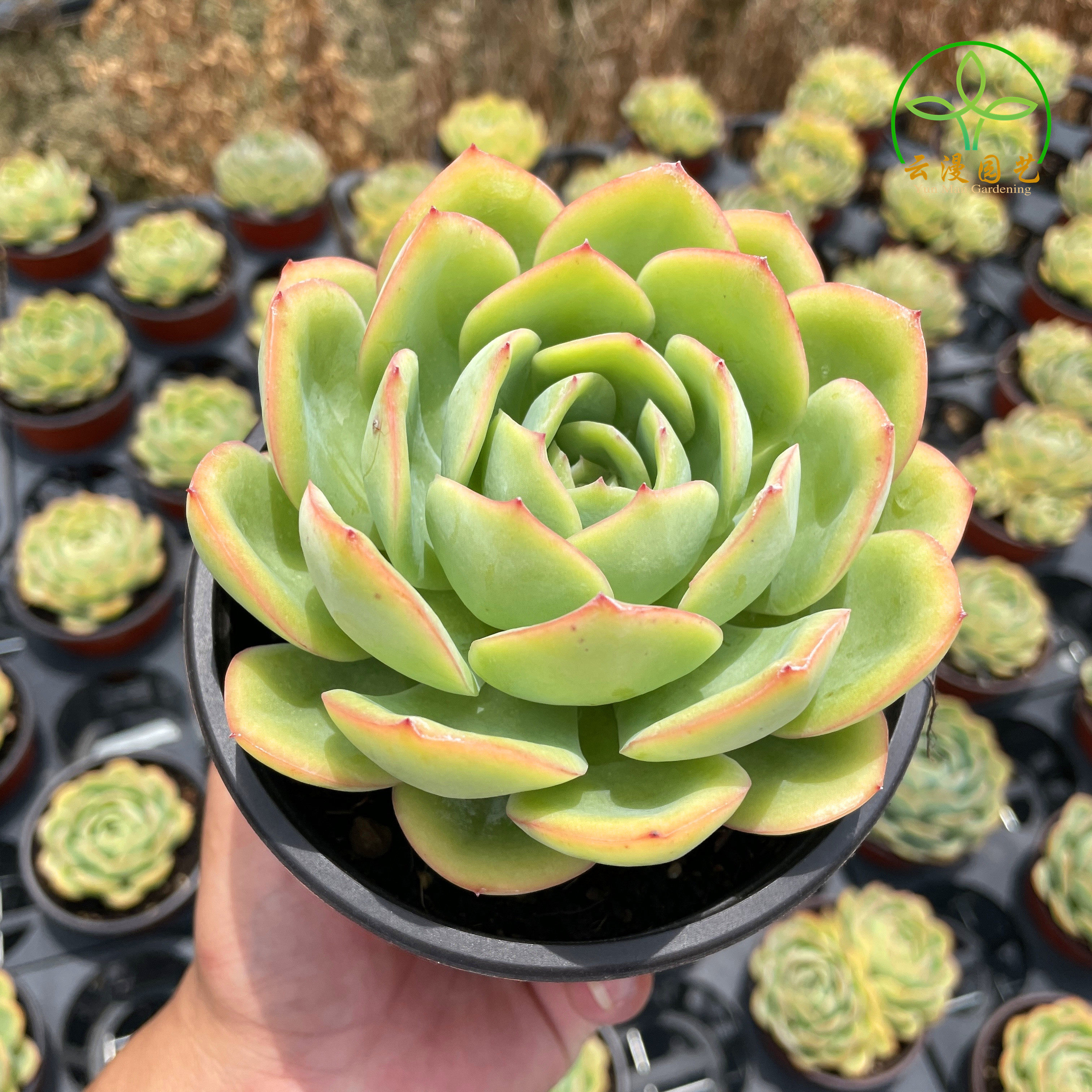 晨露 多肉植物 控养精品清棚老桩多肉植物 阳台室内办公室盆栽