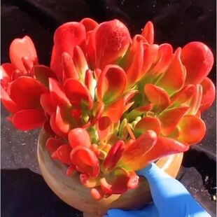 高级精品超大火狐狸多肉植物室内阳台绿植防辐射花卉盆栽稀有贵货