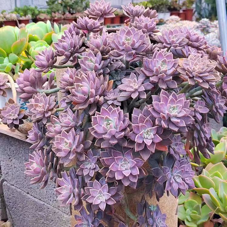 超大悬崖阿伦培多肉老桩多肉新手好养阳台绿植多肉植物大肉特大号