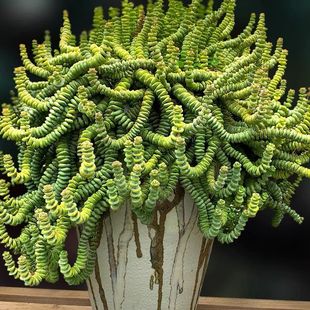 云南精品多肉 钱串子 寓意招财进宝 办公室盆栽室内阳台新手好养