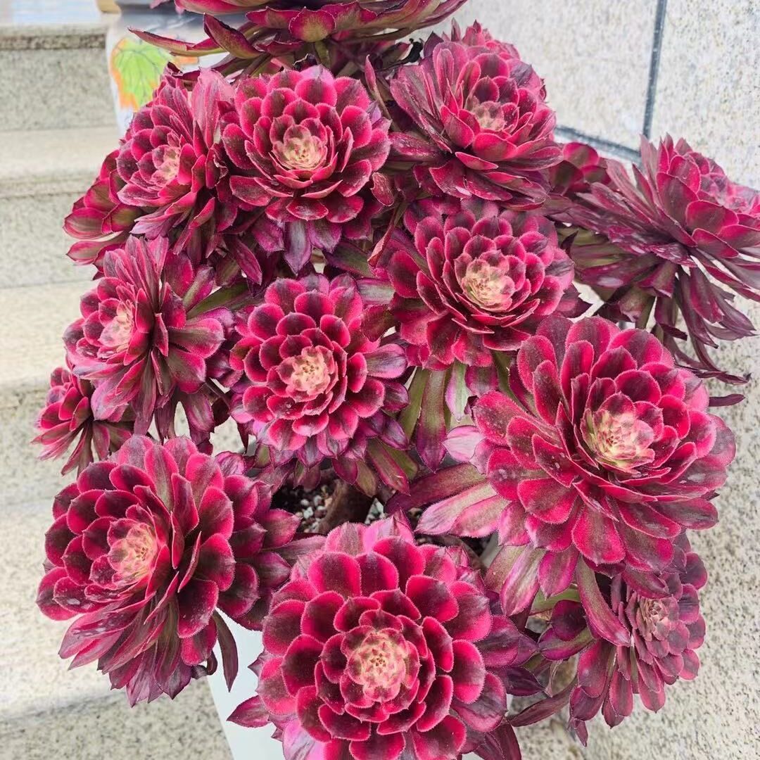 黑法师多肉植物绿植非常简单多肉