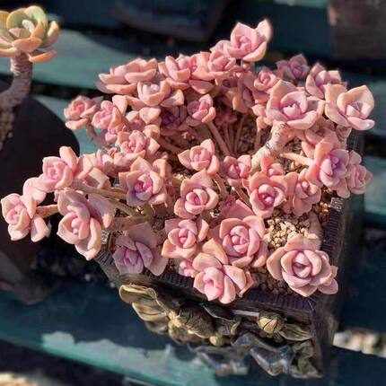 彩虹糖 露养粉色系老桩多肉植物大颗群绿植多肉植物