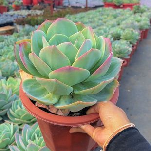 白凤老桩高颜值多头多肉植物新手室内花卉盆栽绿植阳台懒人好养