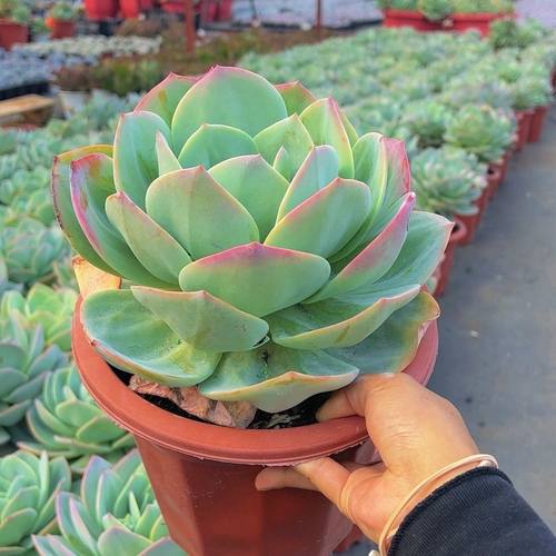 白凤老桩高颜值多头多肉植物新手室内花卉盆栽绿植阳台懒人好养