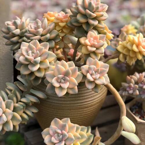 美杏锦老桩多头大颗群生多肉植物阳台办公好养精品绿植花卉自然锦