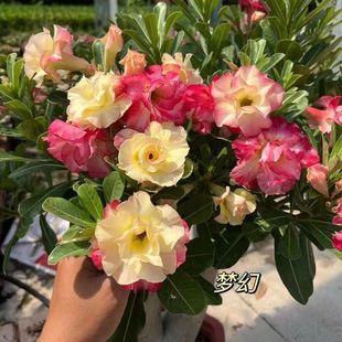 重瓣多色沙漠玫瑰花苗盆栽好养植物老桩植物室内阳台花开盆景好养