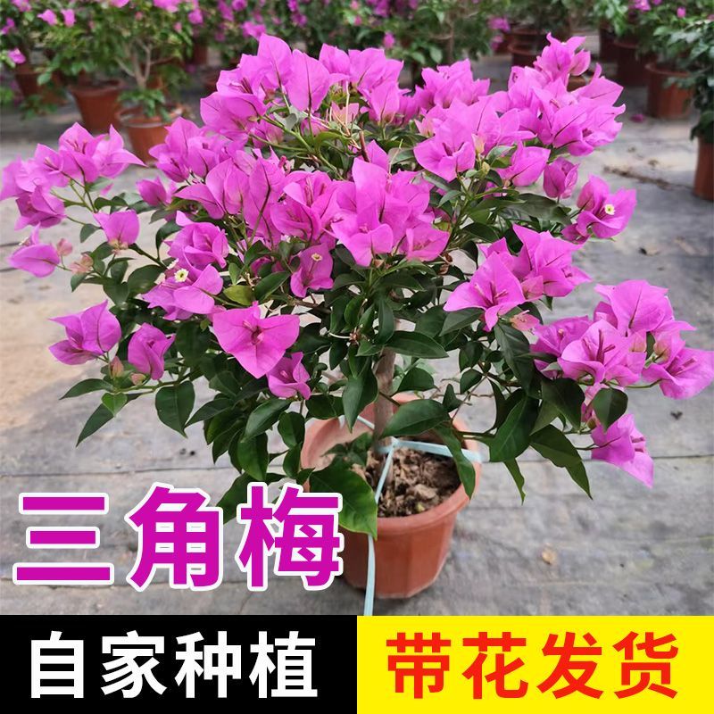 三角梅盆栽绿樱带花发货大苗老桩阳台庭院绿植好养植物四季开花卉