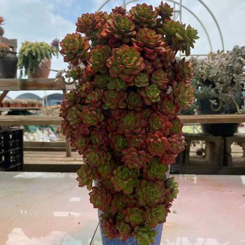 玫瑰蒂亚多肉植物带盆发货老桩