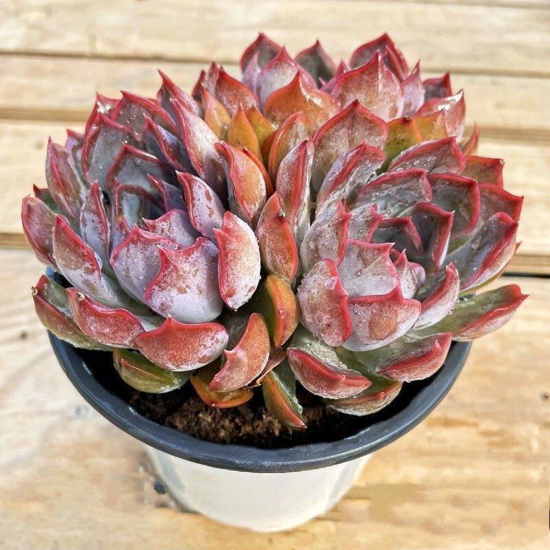 露养暗冰多肉植物贵货系列好养易活室内阳台云南花卉绿植盆栽盆景