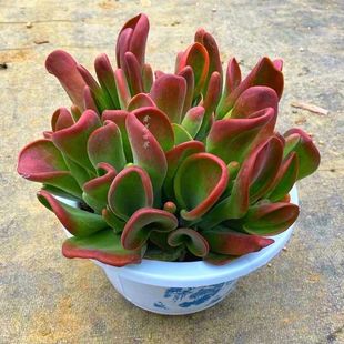 火狐狸多肉植物老桩稀有多肉办公室桌面巨大多肉贵货绿植花卉盆栽