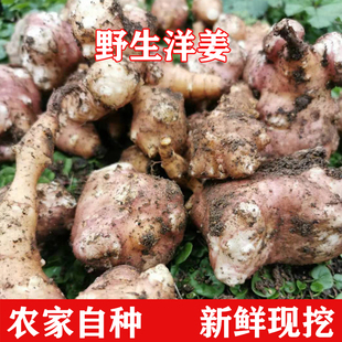 江西野生洋姜新鲜野鬼子姜不辣时令蔬菜农家现挖可做酱菜腌菜泡菜