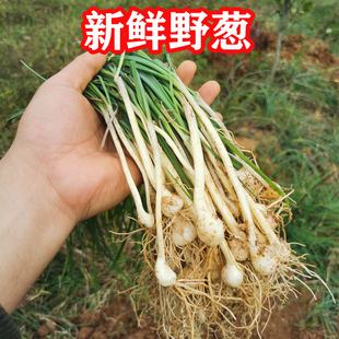 2024新鲜野葱野菜3斤现挖小根蒜胡葱沙葱野生葱百香葱苦藠头薤白5
