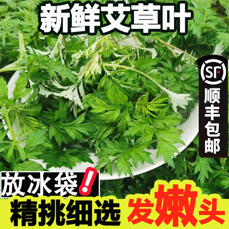 现摘新鲜艾叶艾草叶做艾米果原料