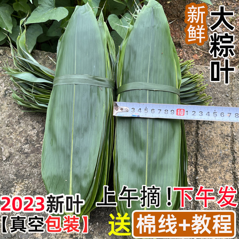 粽叶新鲜粽叶免邮新鲜大100片商用特大箬叶非芦苇非干粽叶现摘