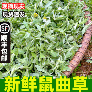 新鲜鼠曲草食用野生田艾鼠鞠棉菜水萩菠菠清明草蒿蒿青团清明草