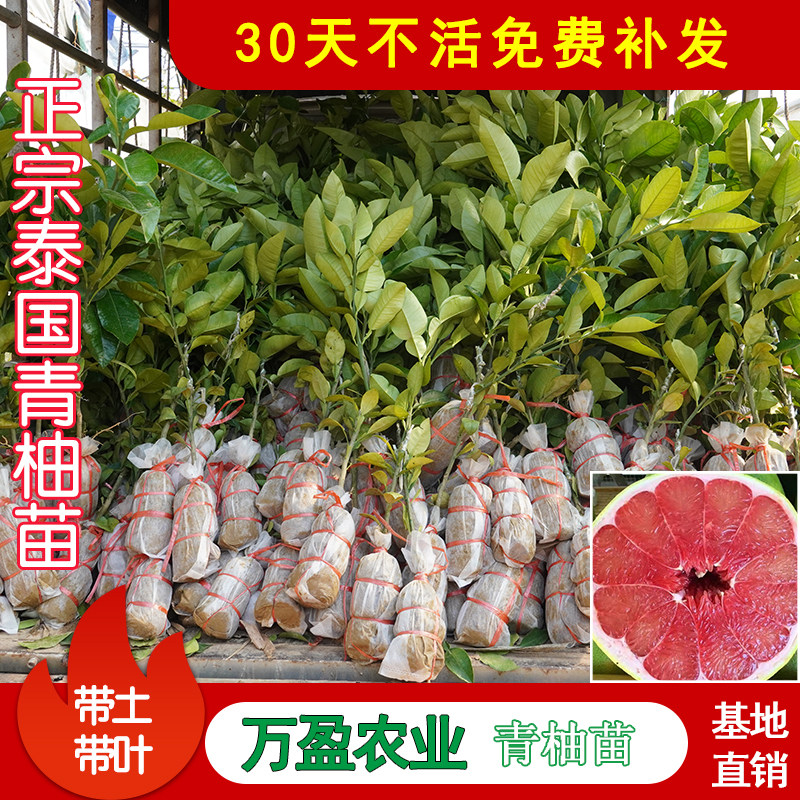 红心柚子树苗正宗泰国红宝石青柚嫁接苗新品种越南青柚果树苗红肉