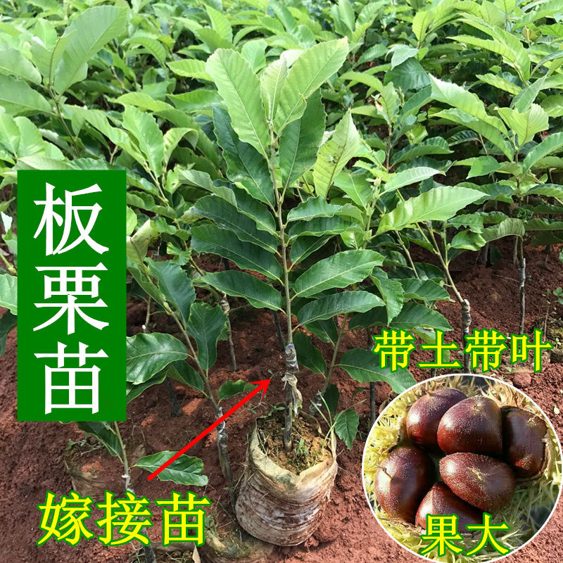 正宗嫁接板栗树苗大红袍板栗锥栗苗特大栗子树苗南北方种植带泥发