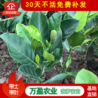 菠萝蜜树树苗红肉泰国8号12号马来西亚一号四季菠萝蜜嫁接苗干包