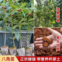 广西高产八角矮化嫁接苗古龙镇嫁接大红八角树苗杯苗大料大茴香苗