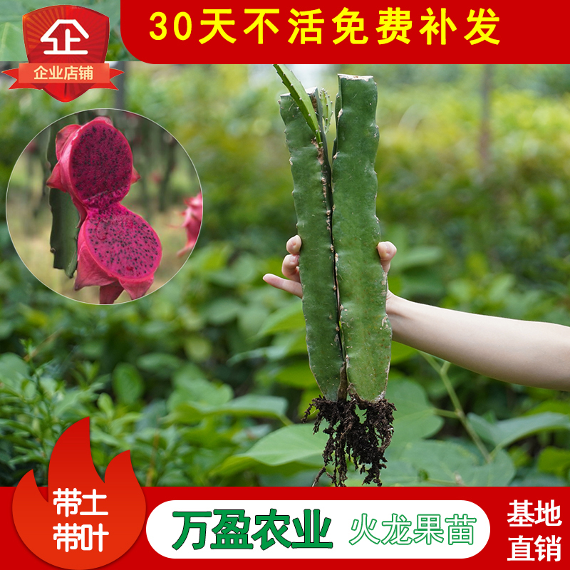 红心红肉火龙果苗四季树苗果树南北方种植阳台盆栽地栽当年结果