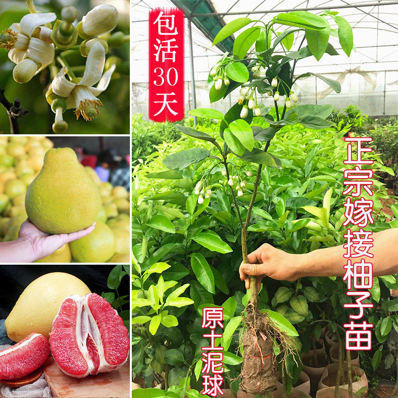 树苗南方种植柚子 图片 价格 多少钱 什么值得买